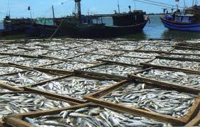 ភូមិសមុទ្រVam Lang ចូលនិទាឃរដូវ